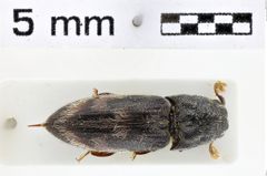 Foto (Dorsalansicht) von Balgus albofasciatus (NHMW-ZOO-COL-0011189)